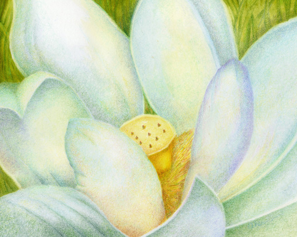 White Lotus Nelumbo by Mary Ahern